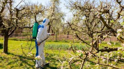 Actualité : commerce de fruits