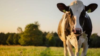 Actualité : agriculture et les aides