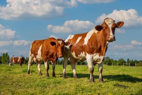 Actualité : aide bovin