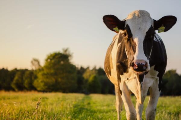 Actualité : agriculture et les aides