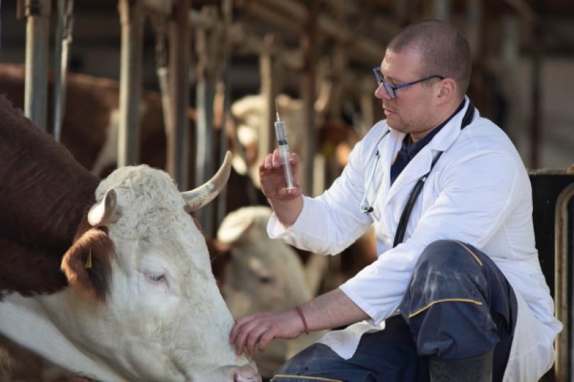 Actualité : agriculture - le point sur les épidémies